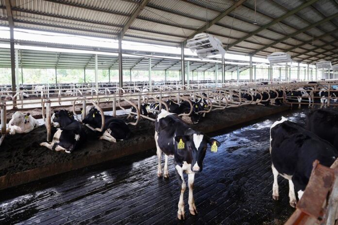 Peternakan Bumi Rojo Koyo di Desa Tamansari, Kecamatan Licin, Banyuwangi. (Foto/ist)