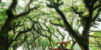 Hutan de Djawatan, salah satu favorit destinasi wisata di Banyuwangi. (Foto/ist)