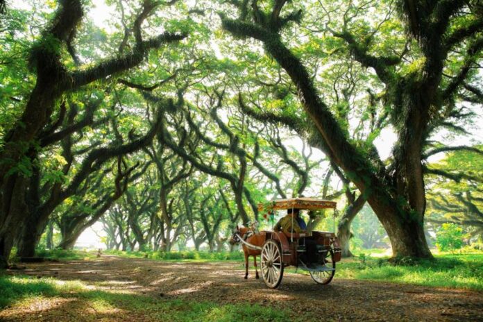 Hutan de Djawatan, salah satu favorit destinasi wisata di Banyuwangi. (Foto/ist)