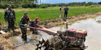 Dandim 0825/Banyuwangi, Letkol Arh. Joko Sukoyo membajak sawah petani menggunakan traktor, Rabu (15/1/2025). (Foto/Pendim Banyuwangi)