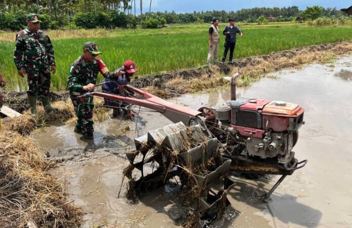 Dandim 0825/Banyuwangi, Letkol Arh. Joko Sukoyo membajak sawah petani menggunakan traktor, Rabu (15/1/2025). (Foto/Pendim Banyuwangi)