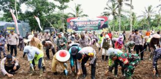 Kapolresta Banyuwangi bersama jajaran Forkopimda Banyuwangi menggelar aksi tanam jagung di Perkebunan Kendenglembu, Kecamatan Glenmore, Selasa (21/1/2025). (Foto/Humas Polresta Banyuwangi)