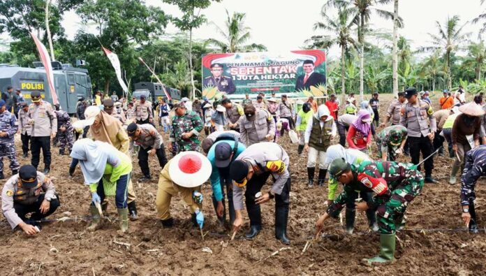 Kapolresta Banyuwangi bersama jajaran Forkopimda Banyuwangi menggelar aksi tanam jagung di Perkebunan Kendenglembu, Kecamatan Glenmore, Selasa (21/1/2025). (Foto/Humas Polresta Banyuwangi)