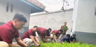 Petugas Lapas Banyuwangi bersama warga binaan memanen sayuran hasil kegiatan pemberdayaan warga binaan, Kamis (30/1/2025). (Foto/Lapas Banyuwangi)