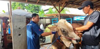 Petugas Dinas Pertanian dan Pangan Banyuwangi memberikan vaksin ke ternak mengantisipasi penyebaran PMK. (Foto/Humas Pemkab Banyuwangi)