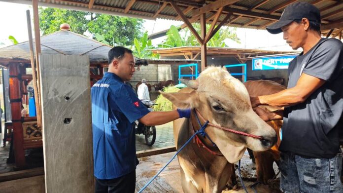 ternak Petugas Dinas Pertanian dan Pangan Banyuwangi memberikan vaksin ke ternak mengantisipasi penyebaran PMK. (Foto/Humas Pemkab Banyuwangi)