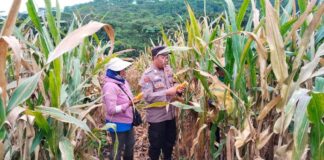 Bhabinkamtibmas Polsek Kalibaru , Polresta Banyuwangi mendampingi petani dalam panen raya jagung di lereng Raung, Kalibaru, Rabu (30/4/2025). (Foto/Humas Polresta Banyuwangi)