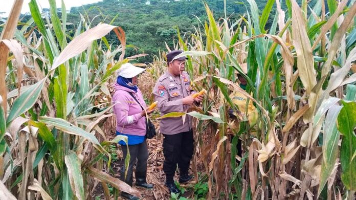 WhatsApp Image 2025-04-30 at 10.29.27 Bhabinkamtibmas Polsek Kalibaru , Polresta Banyuwangi mendampingi petani dalam panen raya jagung di lereng Raung, Kalibaru, Rabu (30/4/2025). (Foto/Humas Polresta Banyuwangi)