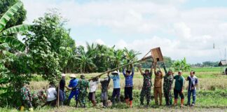 Jajaran Kodim Banyuwangi bersama Pemkab dan petani memasang rumah burung hantu untuk mencegah hama tikus. (Foto/Humas Pemkab Banyuwangi)
