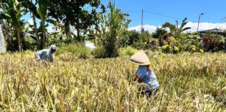 Petani di Banyuwangi sedang memanen padi. Hingga Mei 2025, Banyuwangi mengalami surplus beras yang membanggakan. (Foto/Humas Pemkab Banyuwangi)