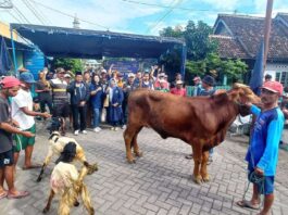 Jajaran DPD Partai NasDem Banyuwangi bersama warga Desa Cantuk, Kecamatan Singojuruh sebelum penyembelihan hewan kurban, Sabtu (7/6/2025). (Foto/udi)