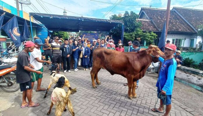 WhatsApp Image 2025-06-07 at 09.37.05 Jajaran DPD Partai NasDem Banyuwangi bersama warga Desa Cantuk, Kecamatan Singojuruh sebelum penyembelihan hewan kurban, Sabtu (7/6/2025). (Foto/udi)