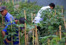 Warga binaan didampingi petugas Lapas Banyuwangi memanen sayuran dari gang sempit yang disulap menjadi kebun, Senin (22/9/2025). (Foto/Humas Lapas Banyuwangi)