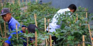 Warga binaan didampingi petugas Lapas Banyuwangi memanen sayuran dari gang sempit yang disulap menjadi kebun, Senin (22/9/2025). (Foto/Humas Lapas Banyuwangi)