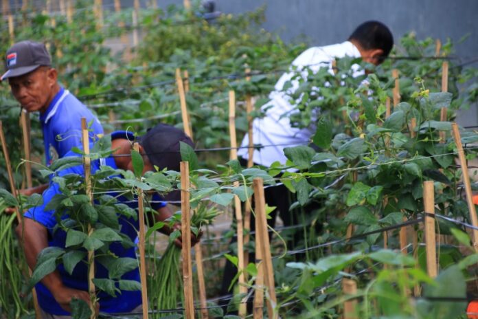 Warga binaan didampingi petugas Lapas Banyuwangi memanen sayuran dari gang sempit yang disulap menjadi kebun, Senin (22/9/2025). (Foto/Humas Lapas Banyuwangi)