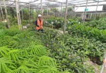 Siapkan 55 Jenis Tanaman, Begini Aktivitas Reklamasi Tambang Emas Tumpangpitu Aktivitas pembibitan tanaman yang digunakan reklamasi di tambang emas Tumpangpitu,Banyuwangi, Selasa (28/10/2025). (Foto/udi)