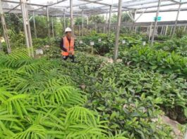 Aktivitas pembibitan tanaman yang digunakan reklamasi di tambang emas Tumpangpitu,Banyuwangi, Selasa (28/10/2025). (Foto/udi)