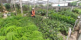 Aktivitas pembibitan tanaman yang digunakan reklamasi di tambang emas Tumpangpitu,Banyuwangi, Selasa (28/10/2025). (Foto/udi)