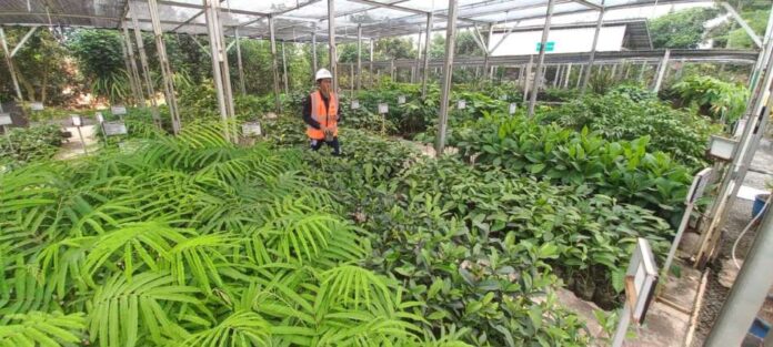 reklmasi Aktivitas pembibitan tanaman yang digunakan reklamasi di tambang emas Tumpangpitu,Banyuwangi, Selasa (28/10/2025). (Foto/udi)