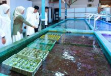 Menggiurkan, Koral Hias Banyuwangi Tembus Pasar Amerika hingga Eropa Budidaya koral hias di Kalipuro, Banyuwangi yang tembus ke pasar Amerika hingga Eropa. (Foto/Humas Pemkab Banyuwangi)