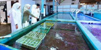 Menggiurkan, Koral Hias Banyuwangi Tembus Pasar Amerika hingga Eropa Budidaya koral hias di Kalipuro, Banyuwangi yang tembus ke pasar Amerika hingga Eropa. (Foto/Humas Pemkab Banyuwangi)