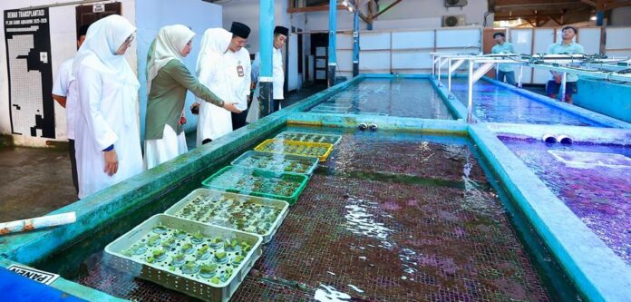 koral hias Budidaya koral hias di Kalipuro, Banyuwangi yang tembus ke pasar Amerika hingga Eropa. (Foto/Humas Pemkab Banyuwangi)
