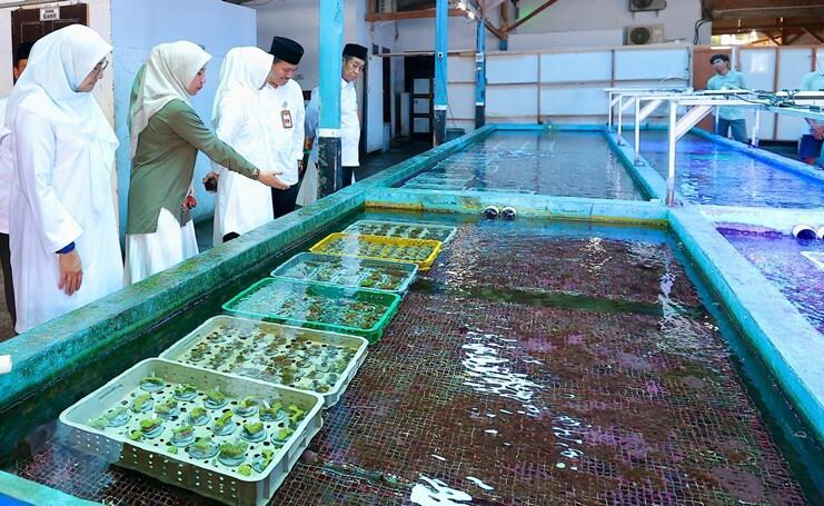 Menggiurkan, Koral Hias Banyuwangi Tembus Pasar Amerika hingga Eropa Budidaya koral hias di Kalipuro, Banyuwangi yang tembus ke pasar Amerika hingga Eropa. (Foto/Humas Pemkab Banyuwangi)