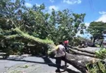 Petugas melakukan evakuasi pohon tumbang di Jalan Raya Banyuwangi-Jember, Kamis (5/3/2026). (Foto/Humas Pemkab)