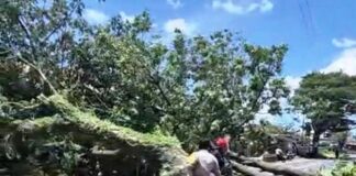 Petugas melakukan evakuasi pohon tumbang di Jalan Raya Banyuwangi-Jember, Kamis (5/3/2026). (Foto/Humas Pemkab)