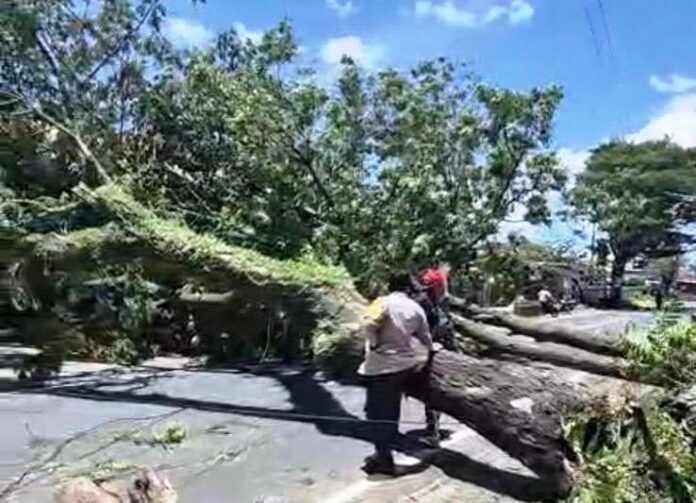 Petugas melakukan evakuasi pohon tumbang di Jalan Raya Banyuwangi-Jember, Kamis (5/3/2026). (Foto/Humas Pemkab)