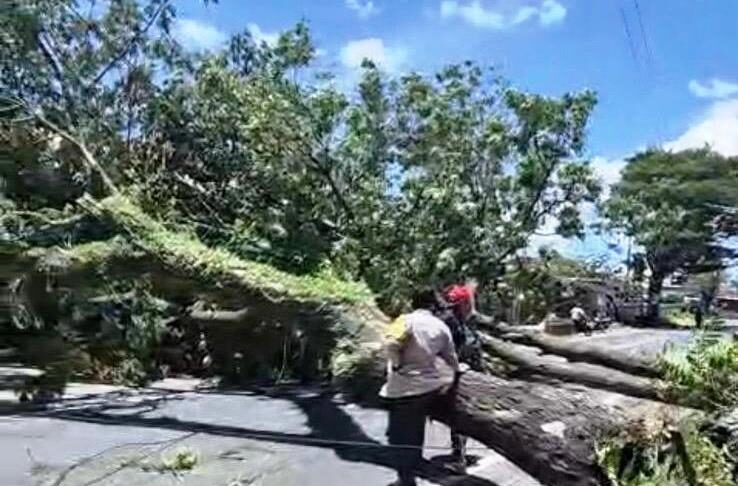 Petugas melakukan evakuasi pohon tumbang di Jalan Raya Banyuwangi-Jember, Kamis (5/3/2026). (Foto/Humas Pemkab)