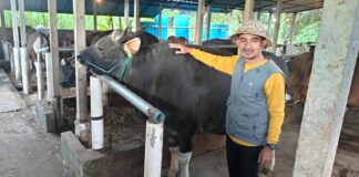 Alhamdulilah……, Sapi Milik Peternak Gianyar, Terpilih Jadi Hewan Kurban Presiden Prabowo