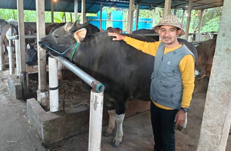 Alhamdulilah……, Sapi Milik Peternak Gianyar, Terpilih Jadi Hewan Kurban Presiden Prabowo