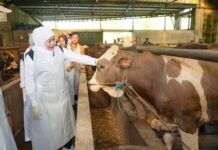 Gubernur Khofifah Tinjau Sentra Ternak Sapi di Bojonegoro